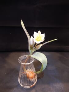 【花付き球根】原種チューリップ／ポリクロマ｜１０本セット