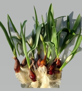 【花付き球根】原種チューリップ　アルバコエルレアオキュラータ｜１０本セット